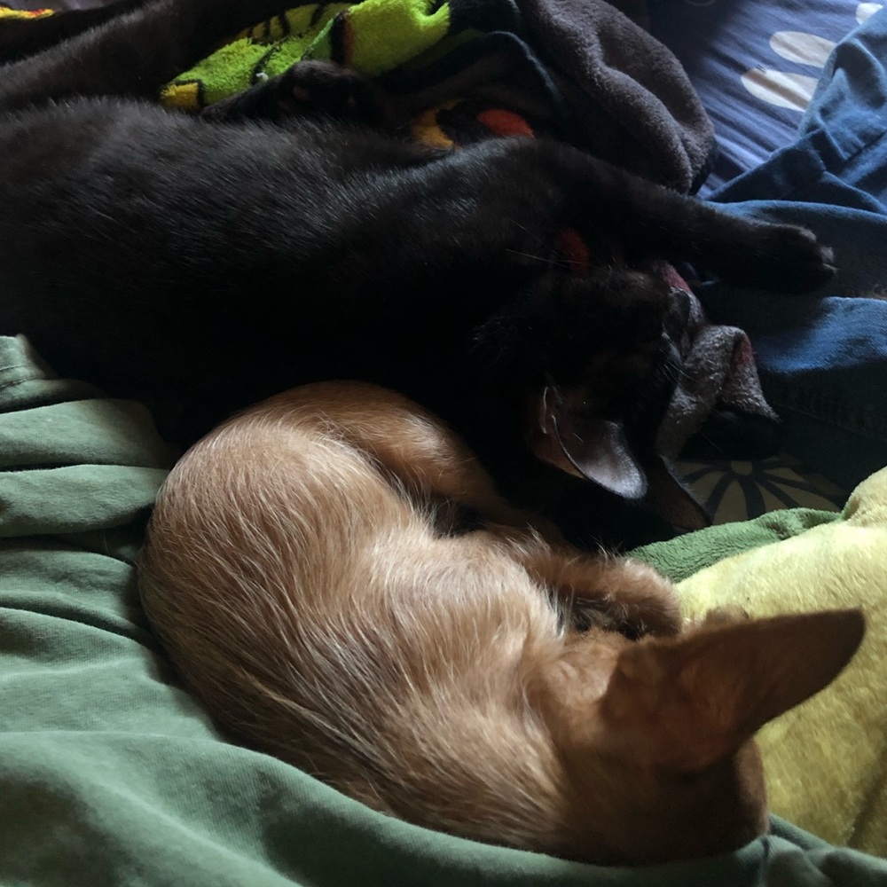 Meet your Posher, Brie